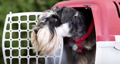 Vets call for clarity on pet travel post-Brexit